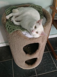 Meet beautiful kitties for adoption